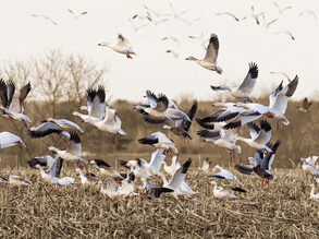 Teamdynamiek-vogels-sepia